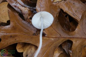 Mycena vitilis (2) (1000 x 667).jpg_product_product_product_product